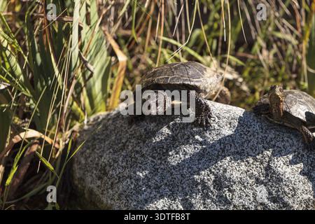 Pazifische Sumpfschildkröten, bekannt als Actinemys Marmorata Sonne sich auf einem Felsen inmitten eines Teiches Stockfoto