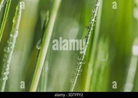 Frisches grünes Gras, bedeckt mit transparenten Tautropfen bei weichem natürlichem Sonnenlicht und glattem, unscharfem Hintergrund. Stockfoto