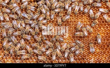 Honigbienen arbeiten an Wabennahmeschuss. Bienen sind dem Menschen am besten für ihre ökologische Rolle als Bestäuber bekannt Stockfoto