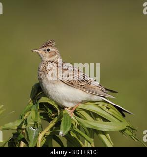 Skylark (Alauda arvensis) auf einer Pflanze, schöner Seitenblick, grüne Umgebung, Tierwelt, Europa. Stockfoto