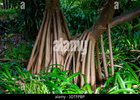 Nahaufnahme der Stützwurzeln eines Pandanus utilis, Schraube Kiefer in einem tropischen Garten, La Orotova Botanischer Garten, Teneriffa, Spanien Stockfoto