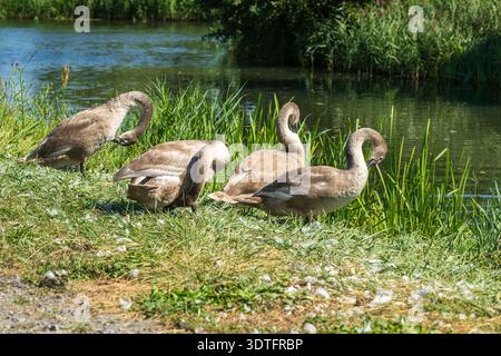 Junge Schwäne putzen ihre Federn am Ufer. Stockfoto