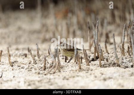 Pine warbler Vogel Setophaga pinus Grünfutter für Nahrungsmittel in den Strand Sand auf Marco Island, Florida Stockfoto