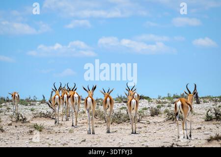 Springbok (Antidorcas marsupialis) Herde in trockener Wüstenlandschaft, von hinten gesehen, Etosha Nationalpark, Namibia. Stockfoto