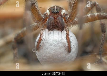 Extremes Makrodetail Gesichtsportrait einer braunen Pisauridae-Baumspinne mit einem großen weißen Eiersack, Zentral-Java, Indonesien. Stockfoto
