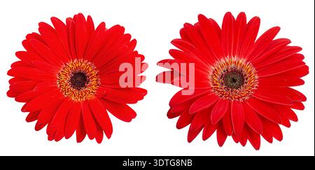 Zwei rote Gerbera-Blumenköpfe isoliert auf weißem Hintergrund. Draufsicht auf blühende Gerbera-Gänseblümchen-Blumenelemente für Design, Grußkarten und Frühling c Stockfoto
