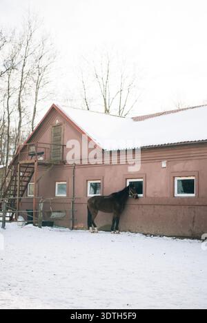 Ein Pferd in der Nähe einer Herde im Winter Stockfoto