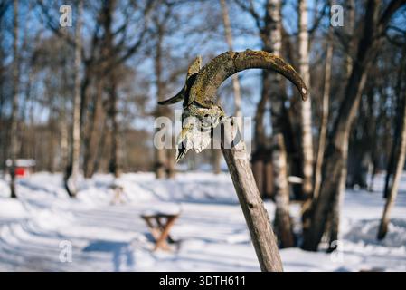 Rehschädel mit Geweih Stockfoto