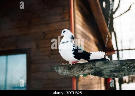Reinrassige schwarz-weiße Taube Stockfoto