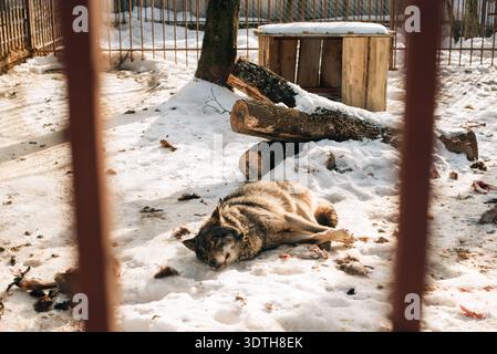 Im Winter liegt ein Wolf in einem Gehege Stockfoto