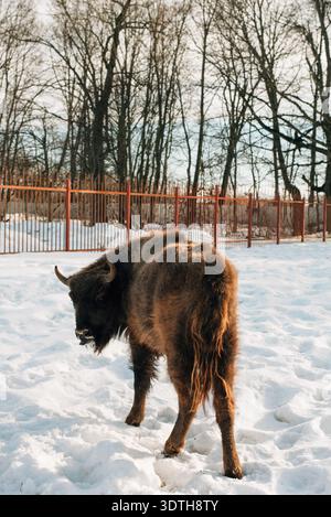 Im Winter steht ein Bison mit dem Rücken zur Kamera. Stockfoto