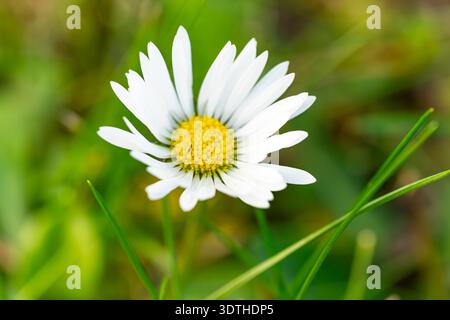 Makroaufnahme einer gewöhnlichen weißen Gänseblümchen, die im grünen Gras blüht. Ein hochwertiges Makrofoto eines lebendigen Gänseblümchens (Bellis perennis) in voller Blüte Stockfoto