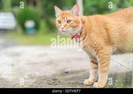 Ginger Tabby Katze ist draußen auf einer rauen Oberfläche. Er steht still und sieht sich mit wachsamen Augen um. Sonnenlicht scheint auf die Grasfläche nahe Crea Stockfoto
