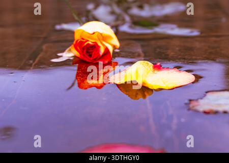 Gelbe und rote Rosenblüten, die im Wasser schwimmen. Eine poetische und künstlerische Aufnahme einer lebendigen gelb-orangen Rosenknospe und eines einzelnen Blütenblatts, das schwimmt Stockfoto