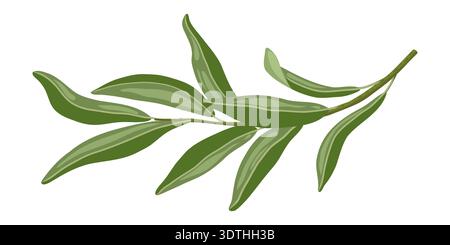 Olive Ast Vektor Illustration von Baumblättern für Natur Food Design. Grüne Pflanze im Cartoon-Stil mit botanischem Look. Ideal für italienisches Menü-Logo. Stock Vektor