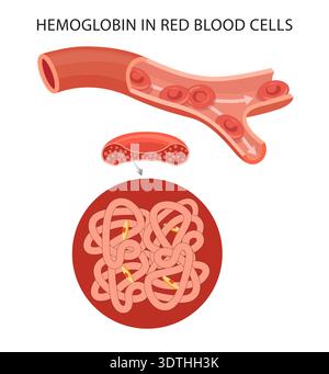 Hämoglobin in roten Blutzellen. Struktur und Funktion der Erythrozyten. Hämoglobin ist ein eisenreiches Protein in den roten Blutkörperchen, das für die Erythrozyten verantwortlich ist Stockfoto