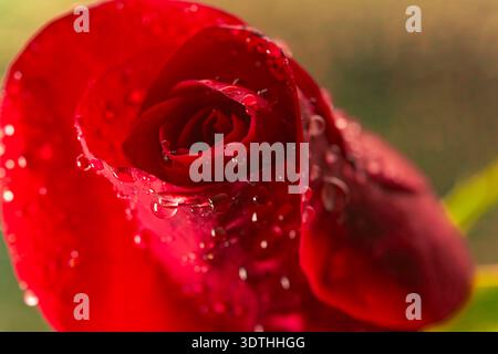 Makro von lebendigen Roten Rosenknospen mit Süßwassertropfen Stockfoto