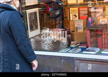 Eine ältere Frau schaut durch ein Buchladen-Fenster auf einen ruhenden Yorkshire Terrier. Stockfoto