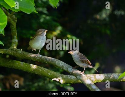 Zwei Haussperrenvögel 'Passer domesticus' auf einem Ast. Niedliche junge Jungvögel im Garten, beleuchtet durch Sonnenlicht auf gelbem Schnabel. Dublin, Irland Stockfoto