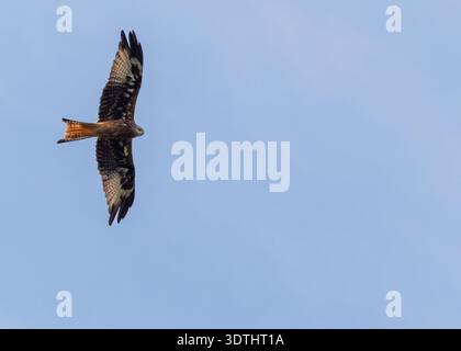 Roter Drachen „Milvus milvus“ schwebt mit vollständig ausgestreckten Flügeln. Raubvogel im Flug isoliert gegen blauen Himmel, von unten erschossen. Wicklow, Irland Stockfoto