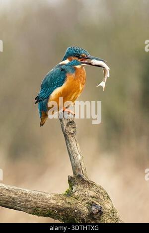 Ein Nahporträt eines männlichen eisvogels, Alcedo atthis, als er auf einem alten Ast sitzt. Er hat einen Fisch im Schnabel, der kurz vor dem Schlucken steht Stockfoto