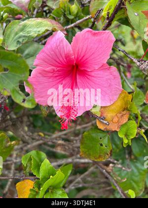Elegante rosafarbene Hibiskusblüte (Hibiscus rosa-sinensis), fotografiert in Kauai, Hawaii. Die weichen Pastellblätter und die markanten Stamen sorgen für ein zartes To Stockfoto