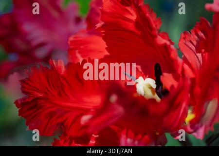 Nahaufnahme von Rokoco Paprot Tulpe im Garten. Stockfoto