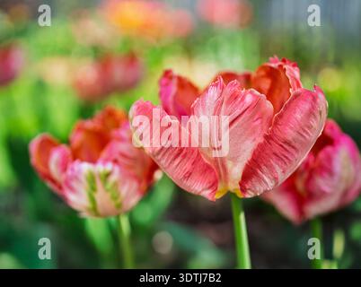 Aprikosenpapageientulpen im Hausgarten. Stockfoto
