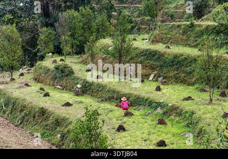 Pokhara, Nepal – 13. März 2015: Ortsansässiger Landwirt, der auf Reisterrassen in der Annapurna-Region im Himalaya arbeitet. Stockfoto
