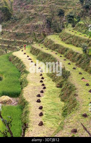 Ein einheimischer Landwirt spaziert entlang Reisterrassen in der Nähe von Pokhara, Nepal. Traditionelle Landwirtschaft am Hang in der Annapurna-Region des Himalaya. Stockfoto