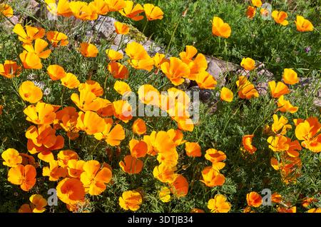 Kalifornische Mohnblumen. Blühender kalifornischer Goldmohn (Eschscholzia californica) an einem sonnigen Sommertag. Blumenhintergrund. Stockfoto