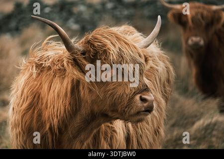 Nahaufnahme Porträt einer Shaggy Ginger Scottish Highland Cow mit langen Hörnern auf einem zerklüfteten Feld Stockfoto