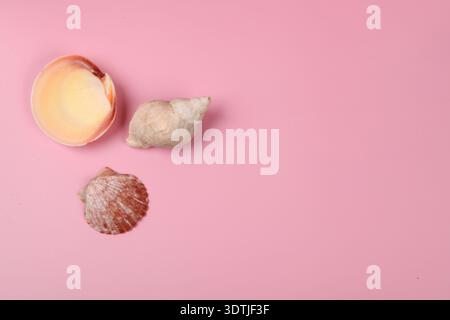 Zwei verschiedene Muscheln und eine Schneckenschale links neben dem horizontalen Foto. Kopieren Sie das Leerzeichen nach rechts. Stockfoto