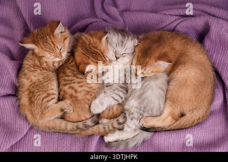 Vier kleine Kätzchen schlafen auf einem Stapel auf lila Strickwaren Stockfoto