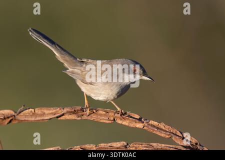 Kleiner mediterraner songvogel, weibliche Sardinische Warbler (Curruca melanocephala), in freier Wildbahn. Stockfoto