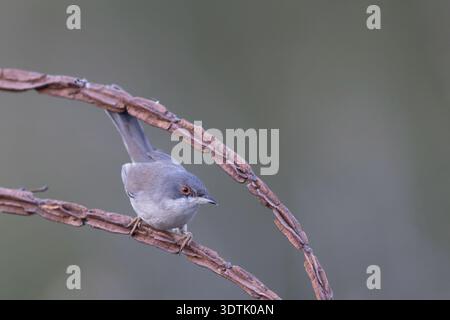 Kleiner mediterraner songvogel, weibliche Sardinische Warbler (Curruca melanocephala), in freier Wildbahn. Stockfoto