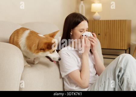 Junge Frau, die Haustier-Allergie-Symptome beim Sitzen in der Nähe von Corgi Hund zu Hause, Niesen in Gewebe. Konzept der Hautschuppen-Empfindlichkeit und dom Stockfoto