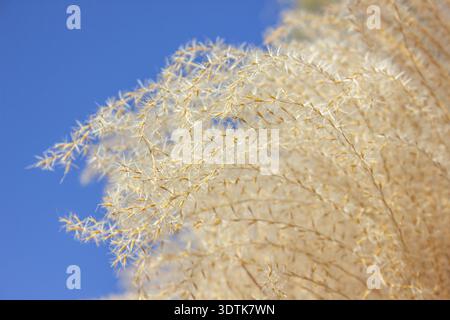 Nahaufnahme von schönen getrockneten Zierblumen von Miscanthus sinensis gracillimus, eulalia oder chinesischem Silbergras, vor blauem Himmel Hintergrund, mit Stockfoto