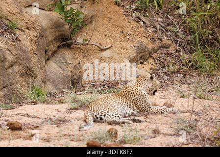 Eine Leopardenmutter mit ihrem Jungen im Sabi Sands Game Reserve in der Nähe des Kruger National Park, Südafrika. Stockfoto