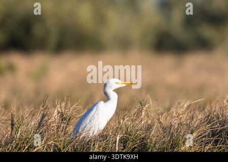 Rinderreiher stehen auf einem Feld mit trockenem Gras, direkt im Everglades National Park, Florida. Stockfoto