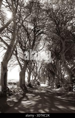 Die Dark Hedges ist eine Allee mit Buchen entlang der Bregagh Road zwischen Armoy und Stranocum im County Antrim, Nordirland. Sie wurden in 1 gepflanzt Stockfoto
