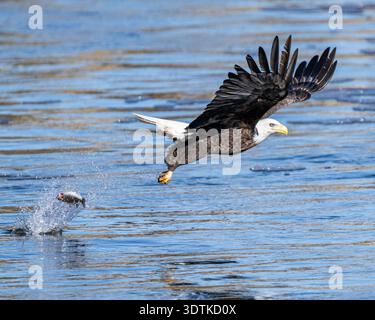 Weißkopfseeadler Angeln & Fliegen aus nächster Nähe - American Haliaeetus leucocephalus Water Closeup - Aufsteigen am Conowingo Dam am Susquehanna River USA Stockfoto