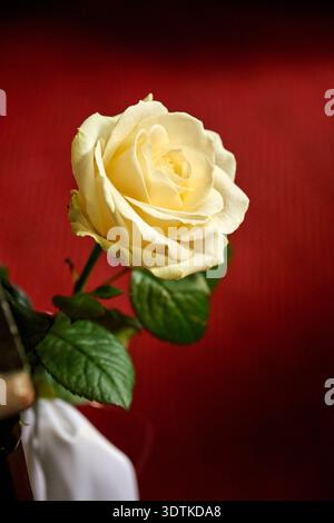 Eine atemberaubende Nahaufnahme einer einzelnen blassgelben Rose in voller Blüte mit zarten Blütenblättern und leuchtend grünen Blättern. Die Blume ist ein wunderschöner Kontrast Stockfoto