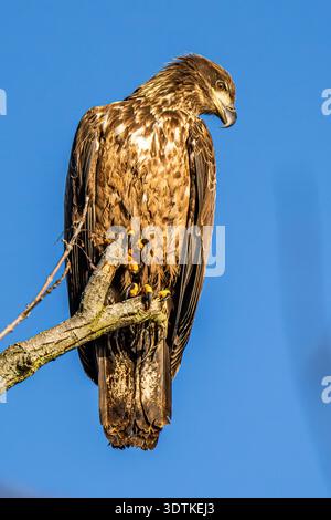 Junger Weißkopfseeadler Nahaufnahme - Hochgezogener amerikanischer Haliaeetus leucocephalus - Detailansicht am Conowingo Dam Stockfoto