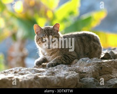 Eine tabby Straßenkatze, die auf sonnendurchfluteten Felsen auf Gran Canaria ruht und mit einem ruhigen, aufmerksamen Ausdruck in die Kamera blickt. Stockfoto