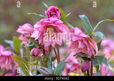 Helleborus x hybridus „Double Ellen Red“ fastenrosenhelleore in Blüte. Stockfoto