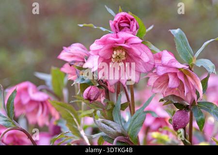 Helleborus x hybridus „Double Ellen Red“ fastenrosenhelleore in Blüte. Stockfoto