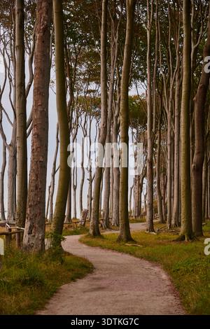 Ein gewundener Schotterweg führt durch einen dichten, bezaubernden Wald, der von hohen, schlanken Buchen mit heller, glatter Rinde und spärlichem Laub dominiert wird Stockfoto