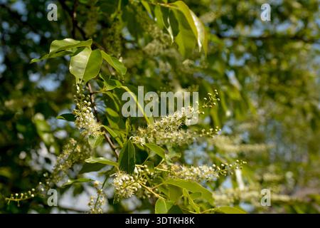 Baumzweige mit grünen Blättern und Blüten von Prunus serotina, gemeinhin Schwarzkirsche genannt. Stockfoto