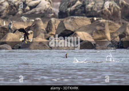 Weißkopfseeadler Angeln & Fliegen aus nächster Nähe - American Haliaeetus leucocephalus Water Closeup - Aufsteigen am Conowingo Dam am Susquehanna River USA Stockfoto